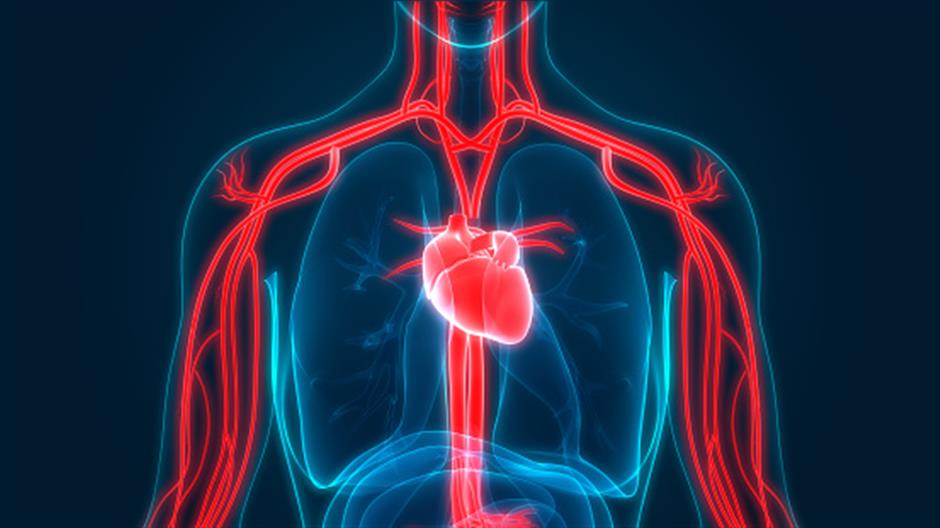 Circulation Revisited:  The Circulation of Blood